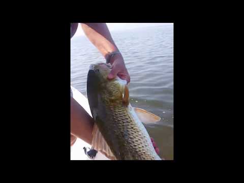 Girl Out-Fishes the Men — Inshore Redfish Mosquito Lagoon | New Smyrna Beach