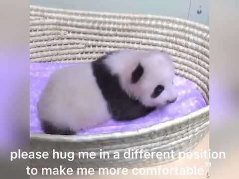 The Sound Made by Giant Panda Cubs