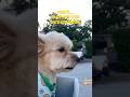 Dancer… On The Only Road She’s Ever Known #rock #music #doglovers #cutedogs