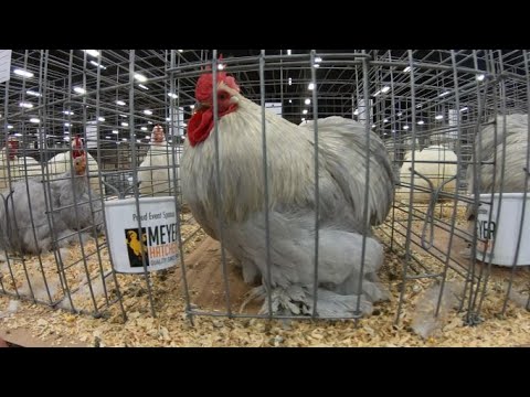 , title : 'Cochin Bantams at the 2022 Ohio National Chicken Show'