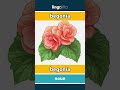 begonia - begonia video thumbnail
