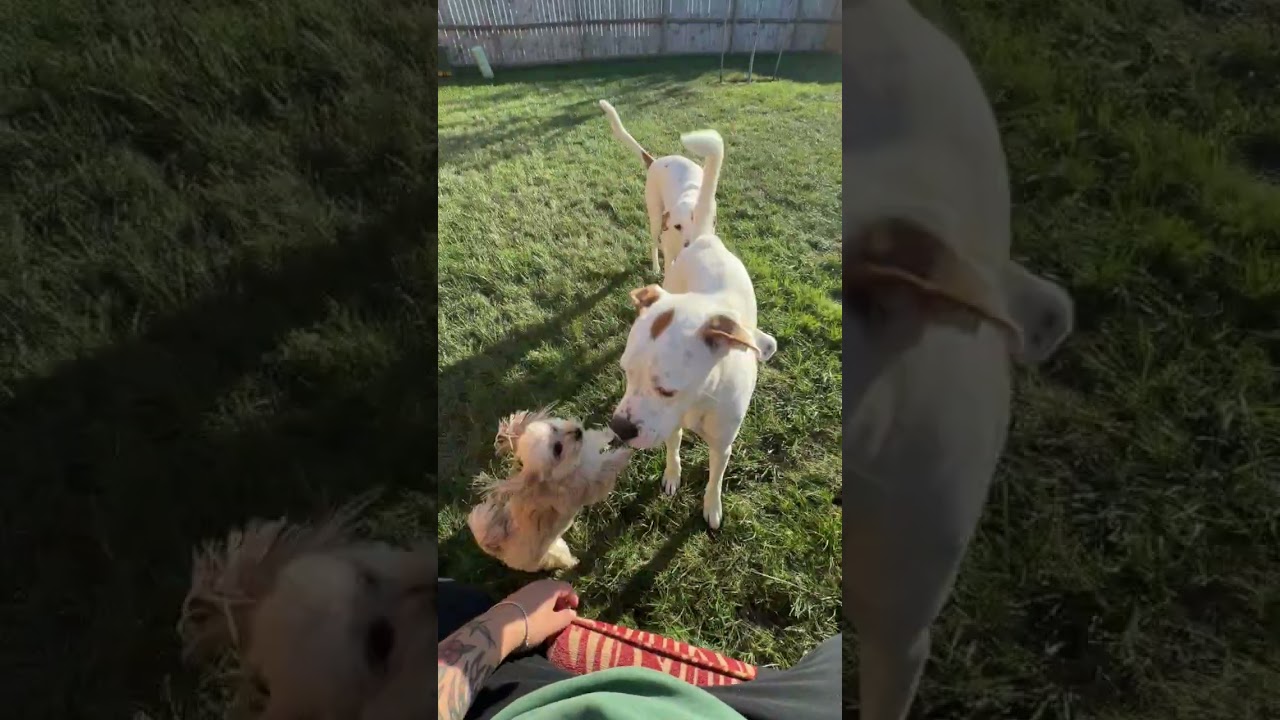 Enlarge Mr. P, a Adopted mixed breed in Kansas City, MO video 6/6