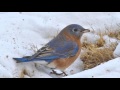 Robin Trower Bluebird 1080P