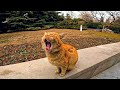 An Old Orange Tabby Cat With A Big Head Meows For Food