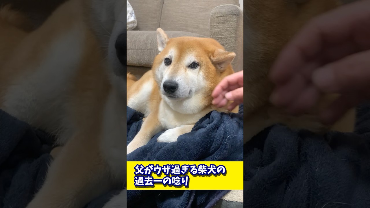 父がウザ過ぎる柴犬の過去一の唸り#shibadog #柴犬 #sibainu  #犬のいる生活 #shorts