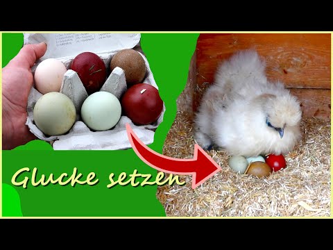 Küken ausbrüten für Selbstversorger - Glucke setzen