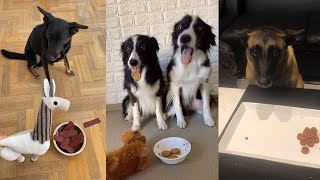 Dogs reacting to food being Poisoned
