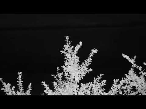 Djuma: Hippo in the dam - 23:06 - 01/05/21