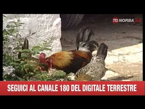 Parassiti di batteri di impianti Sognare vermi ad altra persona