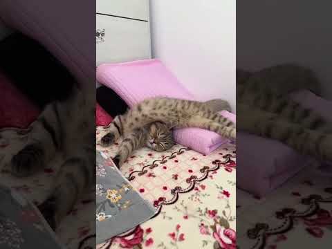 funny dogs #funny #dog #pet #doglover #doglife #usa #fyp #cute