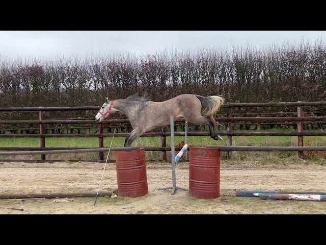 Cessation d&rsquo;&eacute;levage - Jument de 4 ans