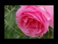 Salvatore Adamo ~ Quand les roses ~