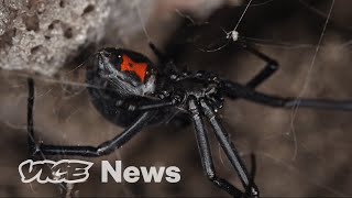 Spider Silk Could Save the World | Materialistic