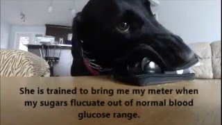 Echo The Diabetic Alert Dog Alerting