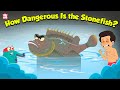 Deadliest Fish What Happens If You Step On A Stonefish Painful Stonefish Sting Dr Binocs