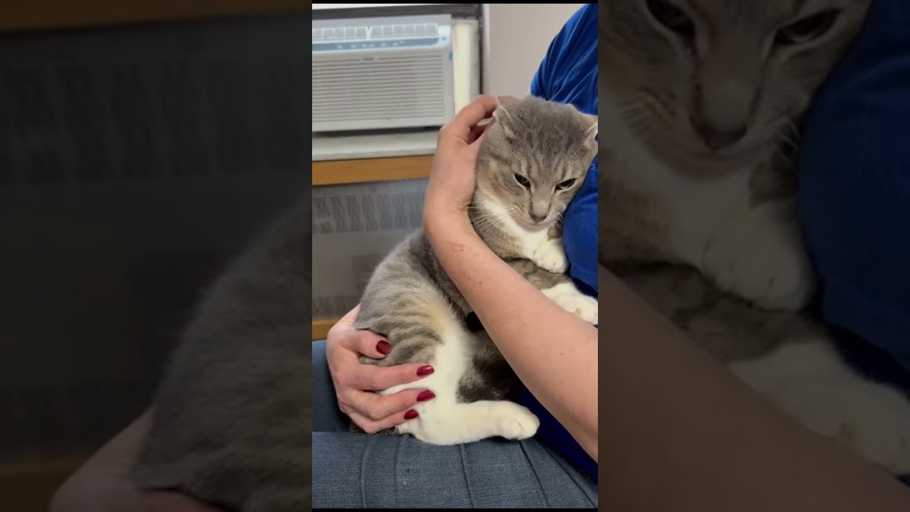 Simona and Theo, a ADOPTABLE mixed breed in Brooklyn, NY video 4/4