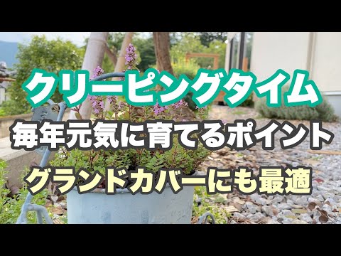 園芸 ウーリータイム