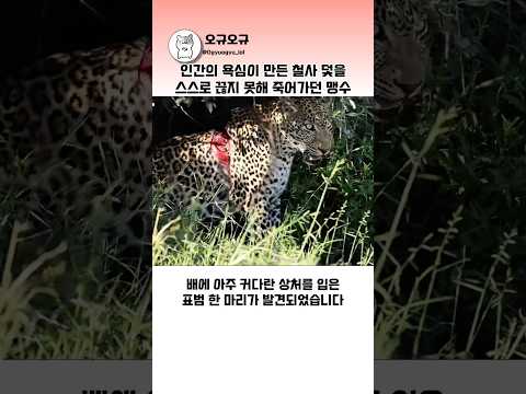 인간의 욕심이 만든 철사 덫을 스스로 끊지 못해 죽어가던 맹수 #표범구조 #야생동물 #동물다큐