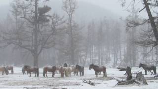 preview picture of video 'Horses are in heavy snowing'