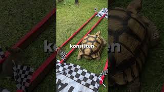 Download lagu Kura kura vs Kelinci mp3 Download lagu Kura kura vs Kelinci mp3