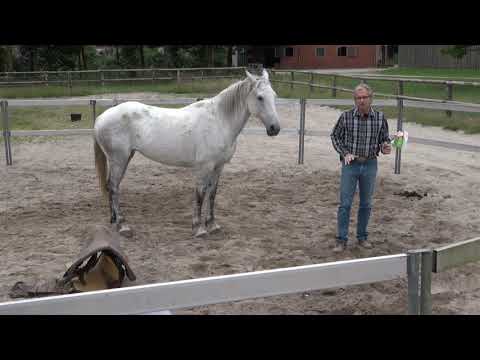 MUSTANG MAKEOVER 2018 Team Birger (TAG 4023) - Update 5