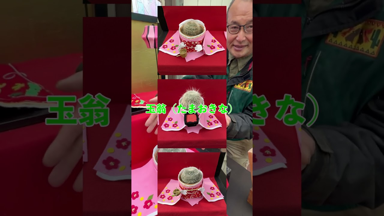 サボテン博士によるシャボテンひなまつり紹介🌸🎓