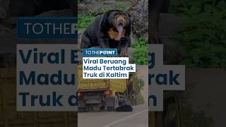 Viral Seekor Beruang Madu Tertabrak Truk di Kalimantan Timur, Publik Soroti Perlindungan Satwa Liar