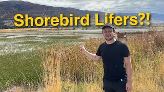 Finally Finding Sandpipers at Farmington Bay!