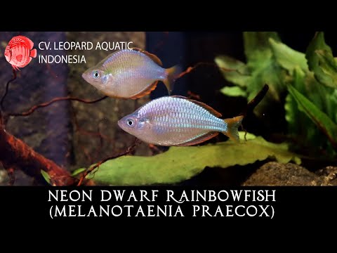 Melanotaenia praecox. The FAVORITE Neon Dwarf Rainbowfish! (Leopard Aquatic R014B)