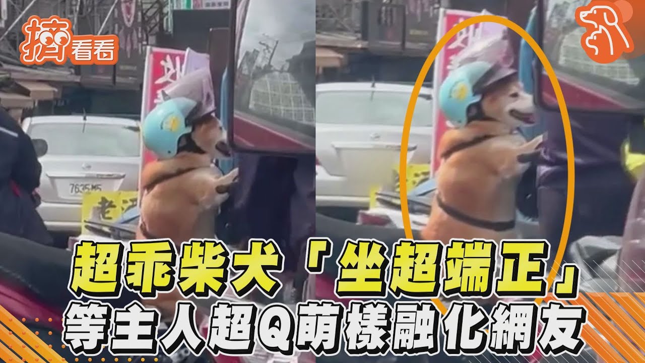 影音/超乖柴犬「坐超端正」 等主人超Q萌樣融化網友