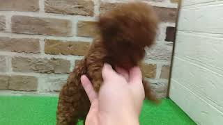 タイニープードルの動画01