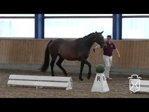 29 Holsteiner Stute Dollar von Cash and Carry   Landgraf I   Othello   Roman