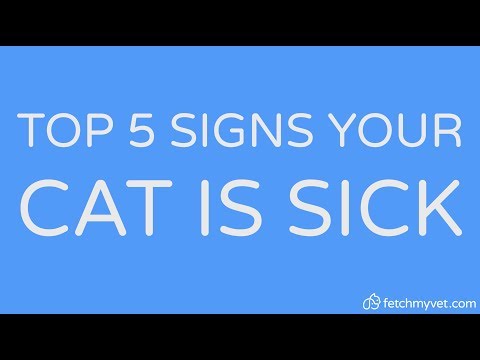 How to Tell if Your Cat is Sick | FetchMyVet