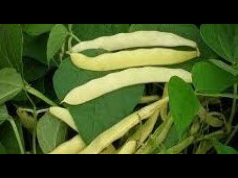 Koliko često zalivamo boraniju da bi dobili obilan rod