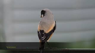 Download lagu Burung Cekakak Ekor Panjang April 2022 mp3