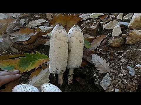 Velika gnojištarka | Coprinus comatus | 29.10. 2021.