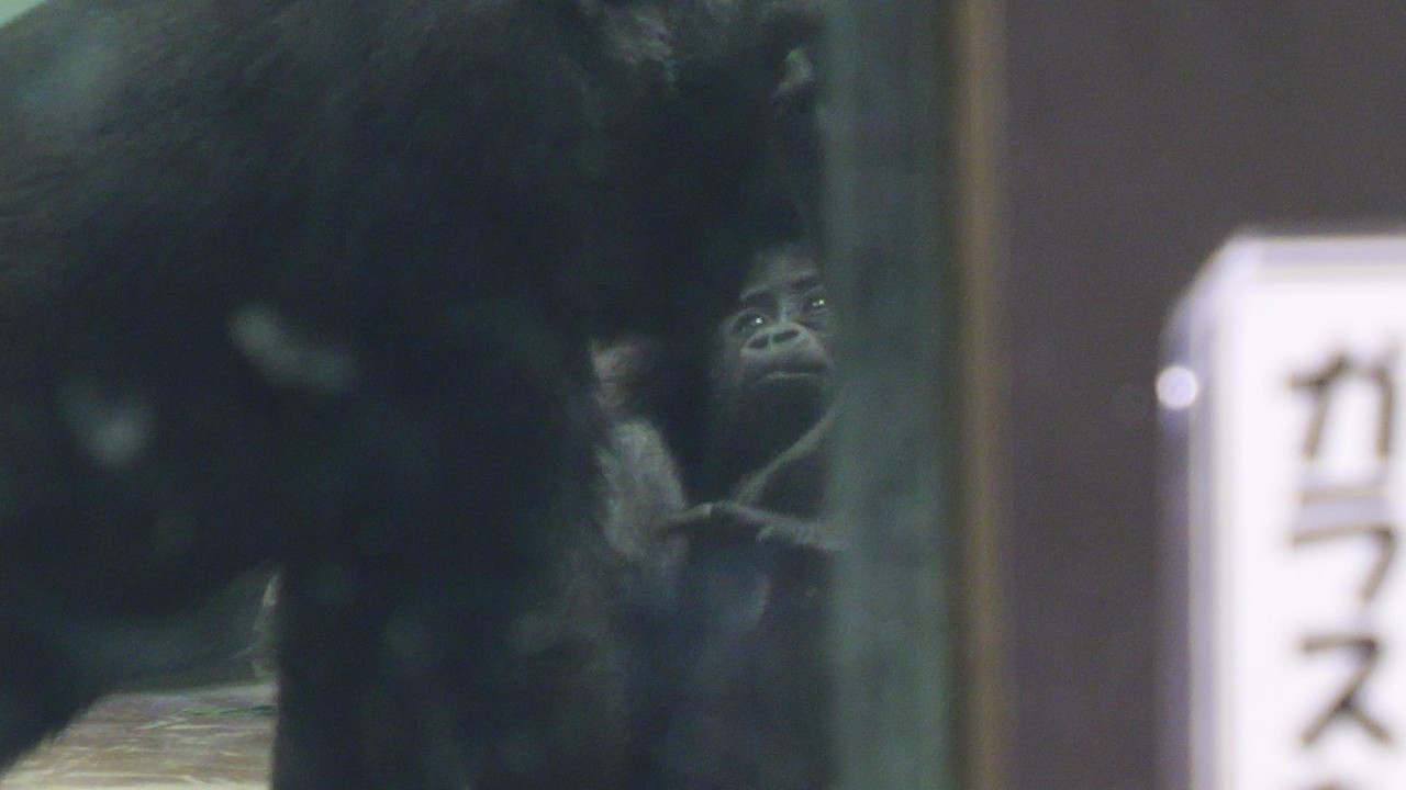 キンタロウとサンタロウ　京都市動物園　ゴリラ　202603