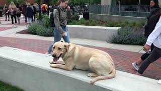 Download Lagu 1.25 yo Labrador (Bailey) | Richmond's Best Dog Training | Off Leash K9 Training Thumbnail