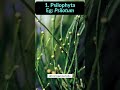Meet the Terrific Pteridophytes