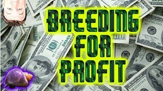 How to sell a $1000 a month Breeding for Profit  Update