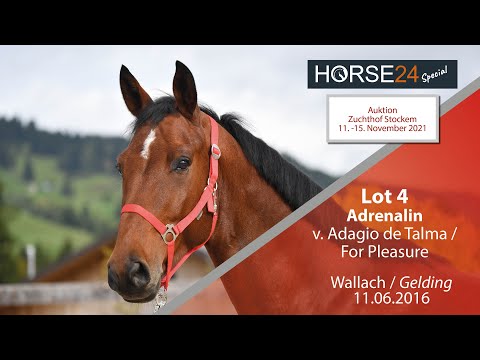 Horse24 Special - Auktion Zuchthof Stockem:Lot 4 Adrenalin Wallach v. Adagio de Talma - For Pleasure