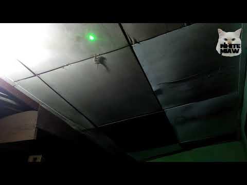 Lizard vs laser light !!