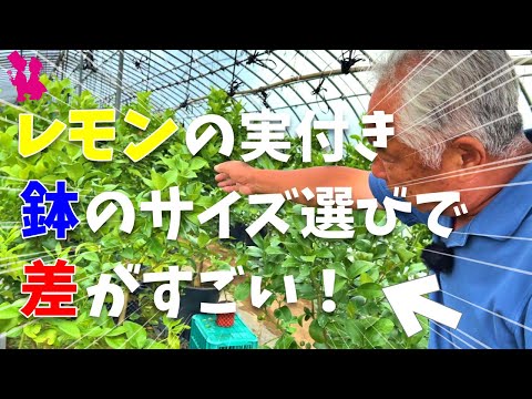 鉢植えのレモンの木はどのくらいの温度に耐えることができますか?冬に取り込んだほうがいいでしょうか？  庭園