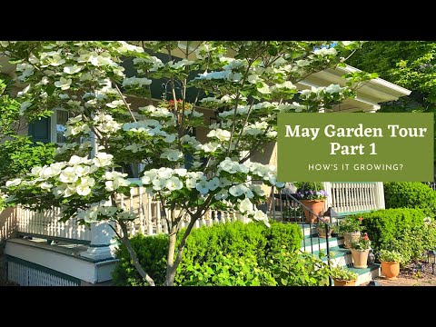 May Garden Tour, Part 1 - Roses and more! 🌹How’s It Growing?