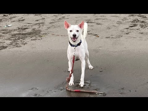 Furst beach experience ni Witty my love ❤️ 04.23.22