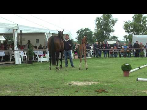 Sudweyher Fohlenschau 2013 - Kat.-Nr. 13