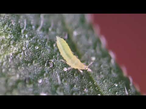 Thrips aphid pests - Super Macro view