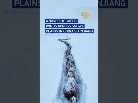 A 'river of sheep' winds across snowy plains in China's Xinjiang #CoolChina
