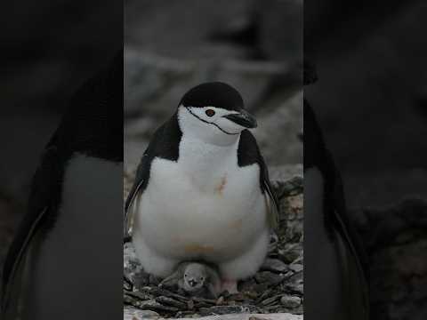 Mueren 500.000 PINGÜINOS barbijos en Zavadovsky #shorts