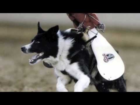 The Laughrica Project - Clean Humor | Volume 7